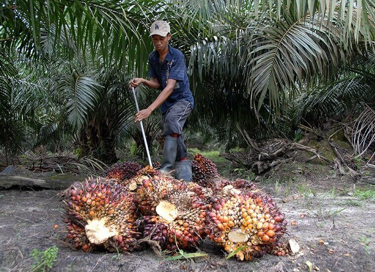 Plantations | TSH Resources Berhad